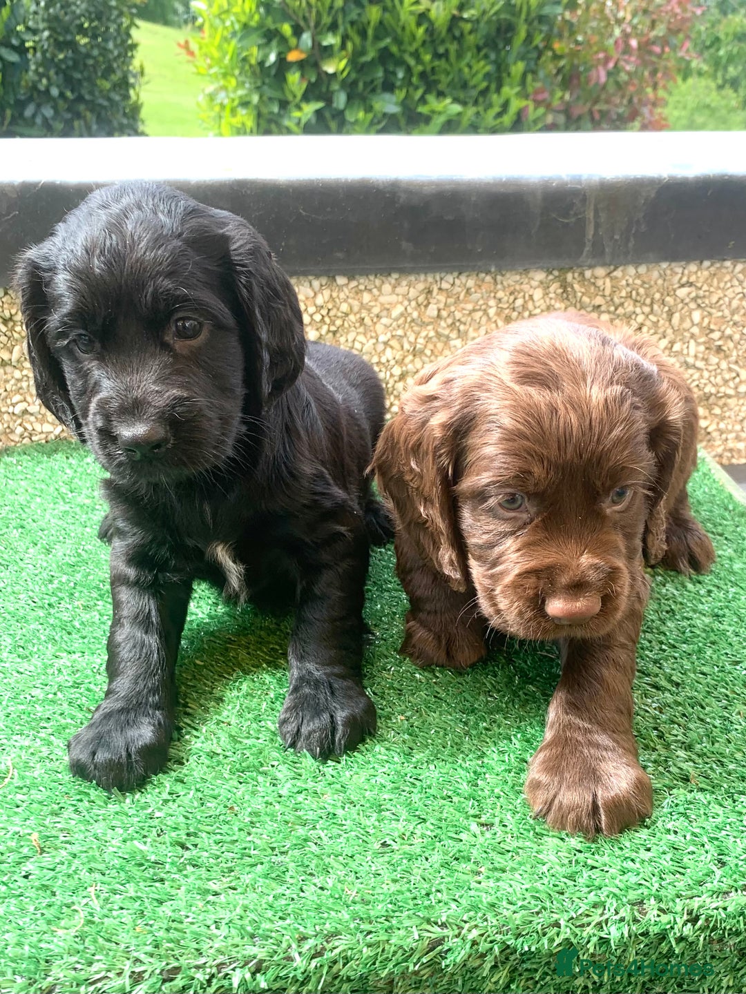 Cocker Spaniel dogs for stud: Boris (Bryn Rhos Major) for stud in Ammanford - Advert 10