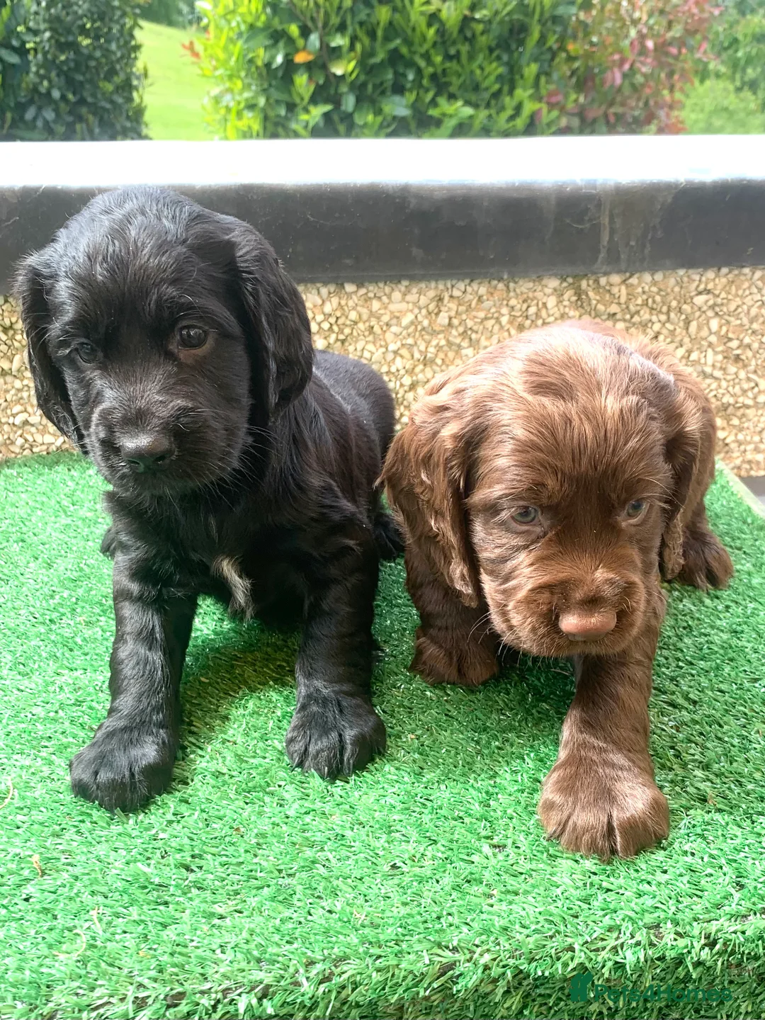 Cocker Spaniel dogs for stud: Boris (Bryn Rhos Major) for stud in Ammanford - Advert 10