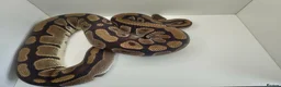 Python Snake reptiles for sale: Royal Python female het clown - Advert 2