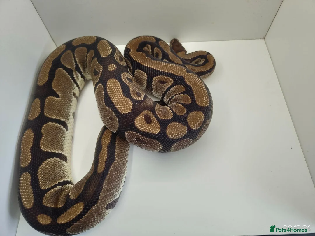 Python Snake reptiles for sale: Royal Python female het clown - Advert 2