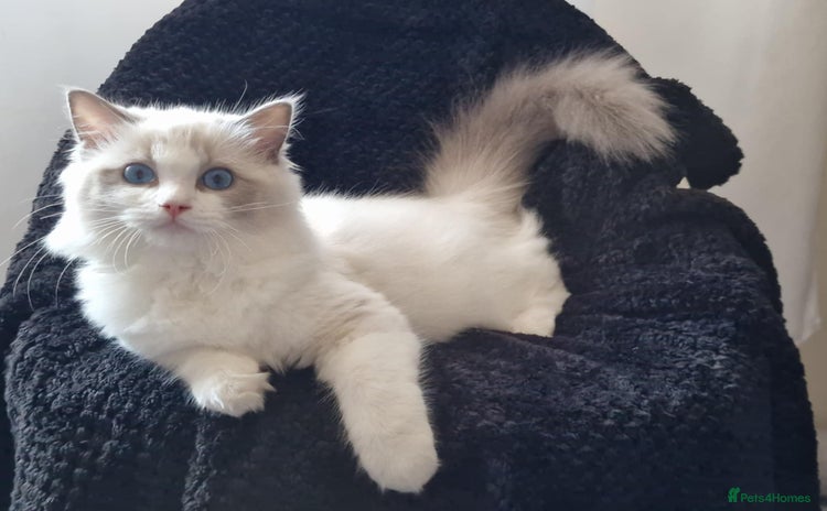 Ragdoll cats - Advert 10