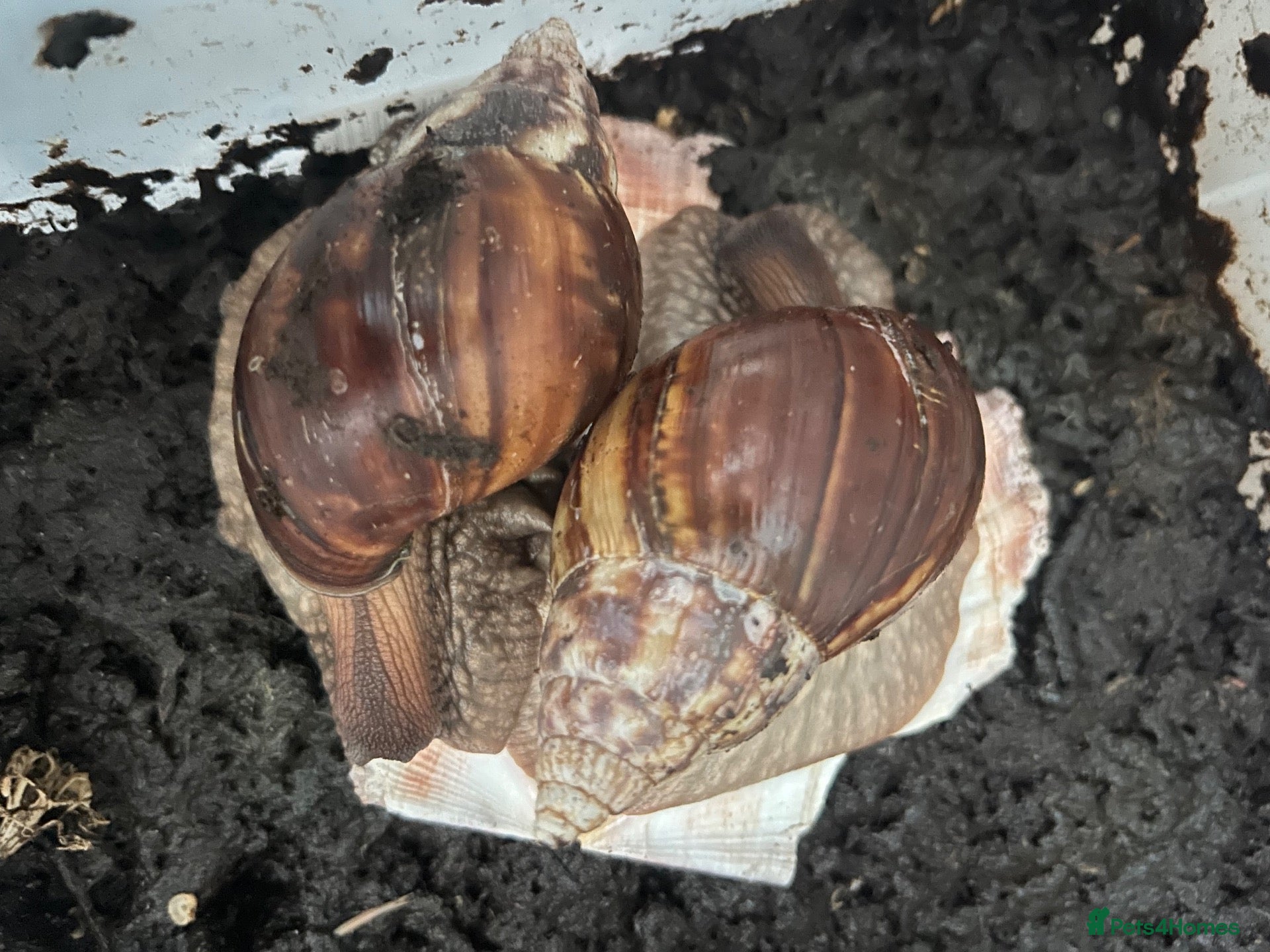 Snails invertebrates African land snail babies  - Advert 1