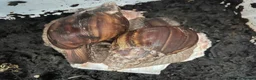 Snails invertebrates for sale: African land snail babies  in Corby - Advert 1