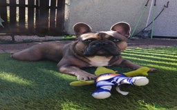 French Bulldog dogs for stud: Kc Reg Blue Fawn French Bulldog For Stud *PROVEN* in Irvine - Image 3