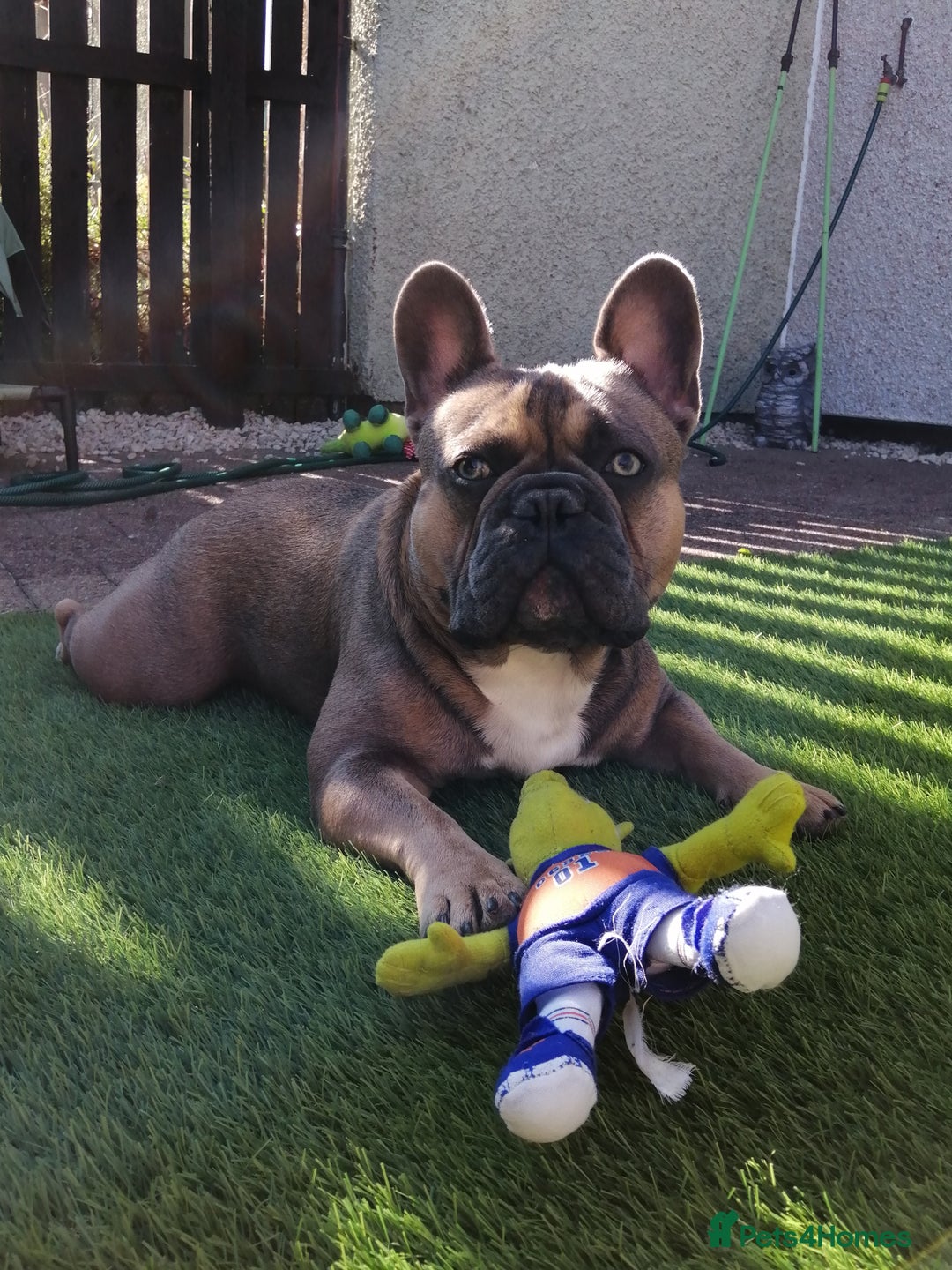 French Bulldog dogs for stud: Kc Reg Blue Fawn French Bulldog For Stud *PROVEN* in Irvine - Image 3