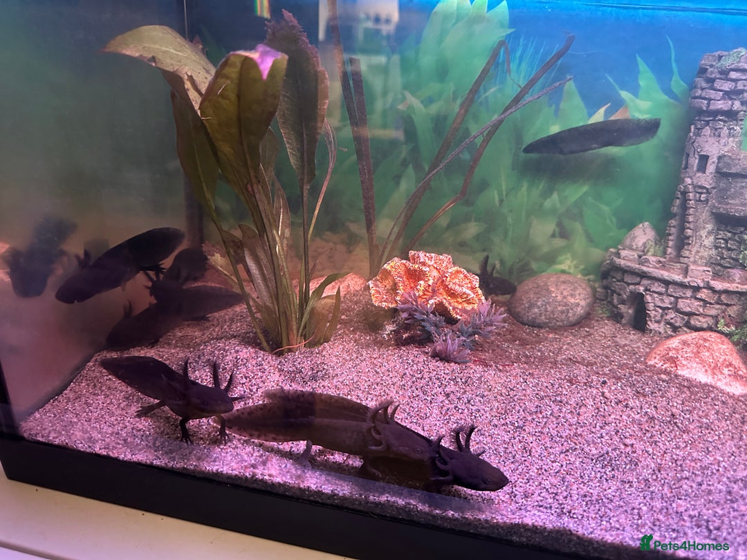 Axolotl reptiles for sale: Young Axolotls for sale - Image 9