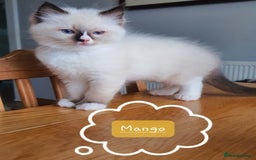 Ragdoll cats for sale: ✨🐾Ragdoll Kittens Ready for Their Loving Homes🐾✨ - Advert 8