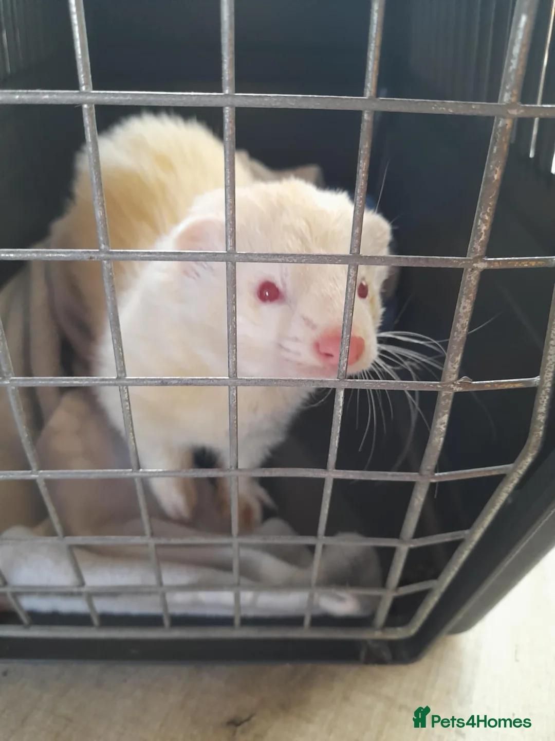Ferret rodents for sale: Intact Male Albino Ferret - Advert 1