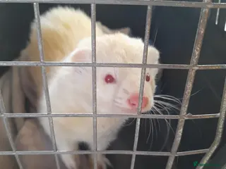 Ferret rodents Intact Male Albino Ferret - Advert 3