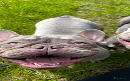 French Bulldog dogs for stud: Proven lilac & tan boy carrying cream & testable - Image 4