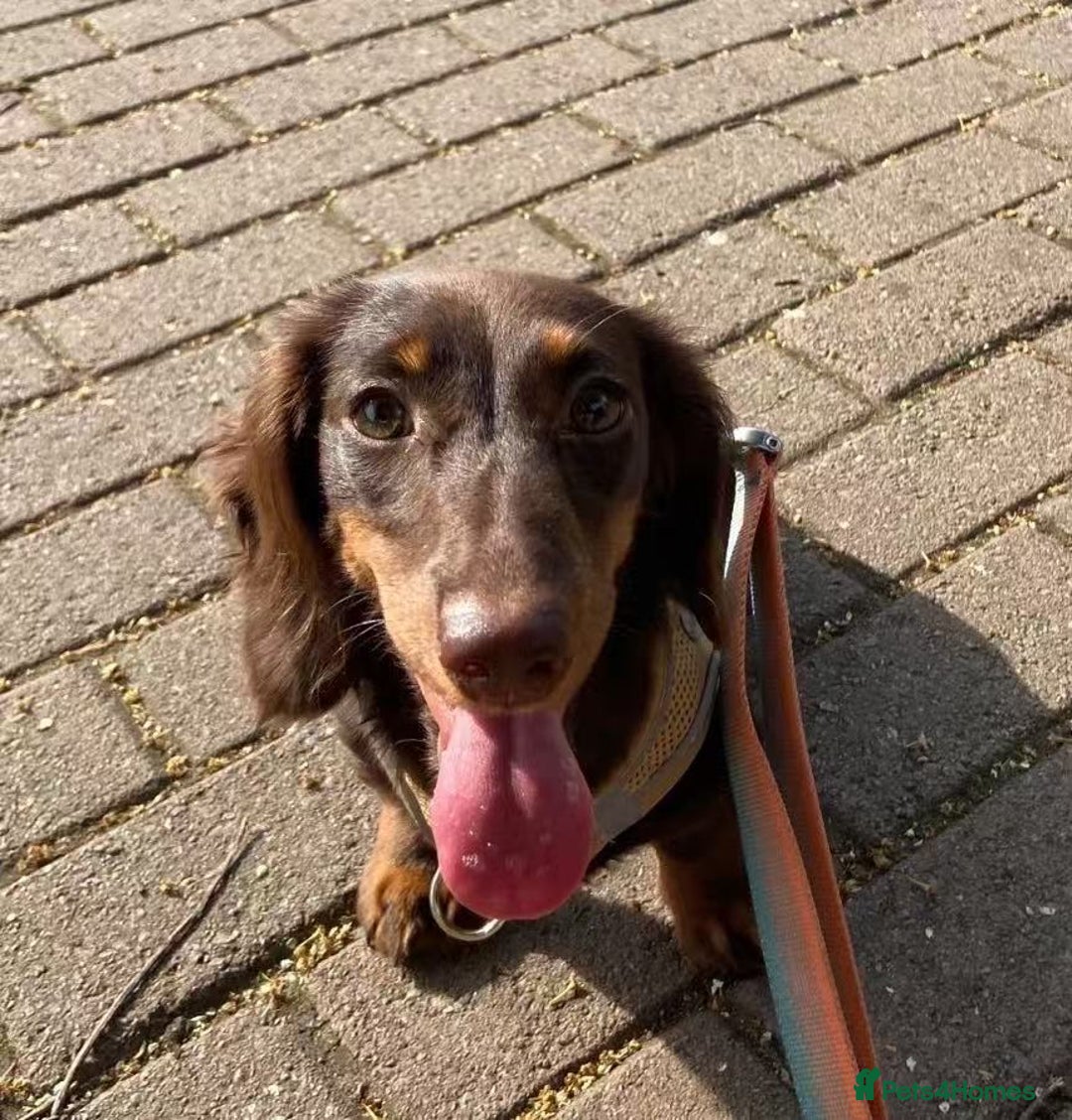 Miniature Dachshund dogs for sale: Long Hair Miniature Dachshund - Chocolate & Tan - Advert 1