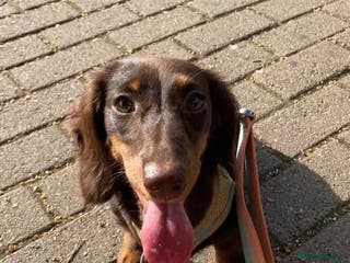 Miniature Dachshund dogs Long Hair Miniature Dachshund (Reserved) - Advert 11