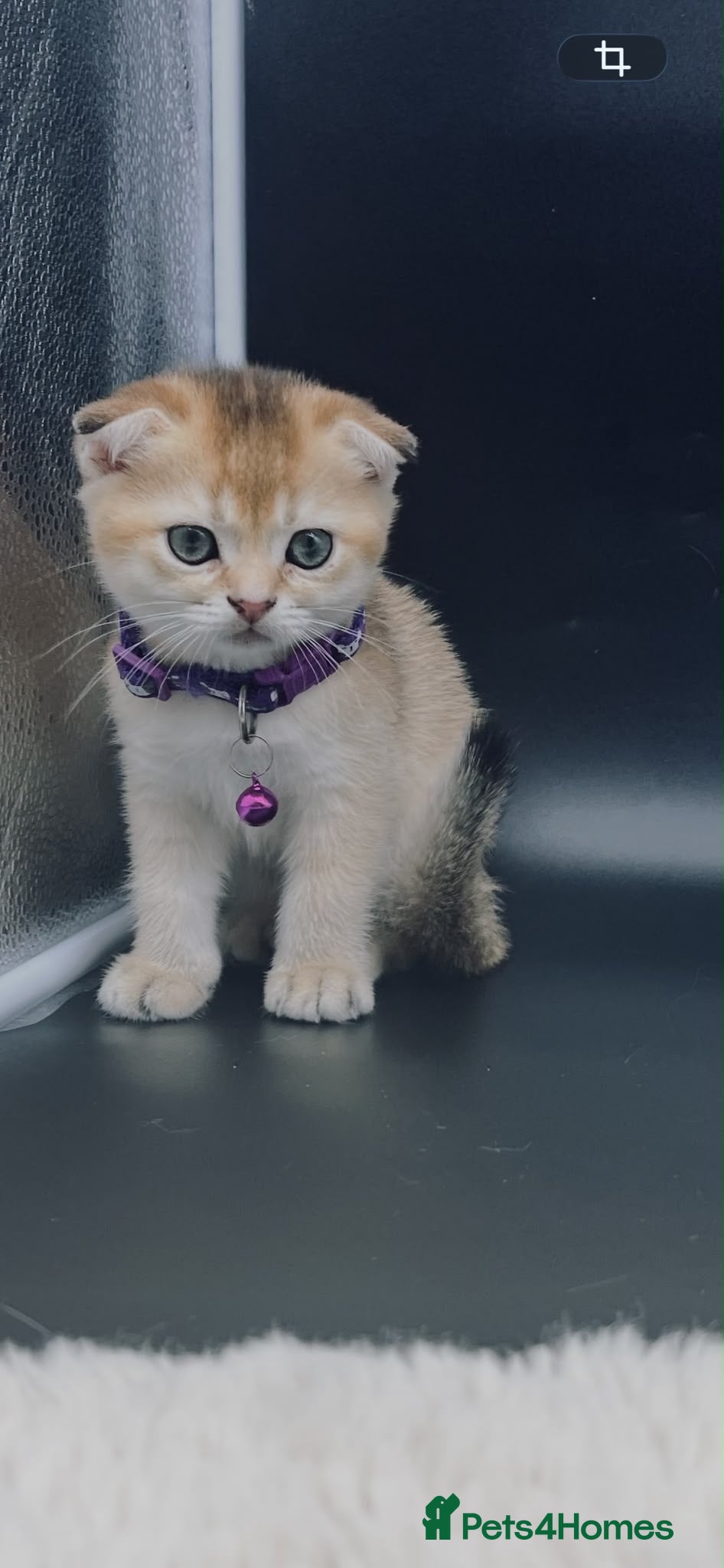 Scottish Fold cats Fully-Vaccinated Scottish Fold Boy and Girl Kitten - Advert 1
