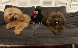 Miniature Poodle dogs for sale: Majestic trusted companies secure yours today  - Image 2