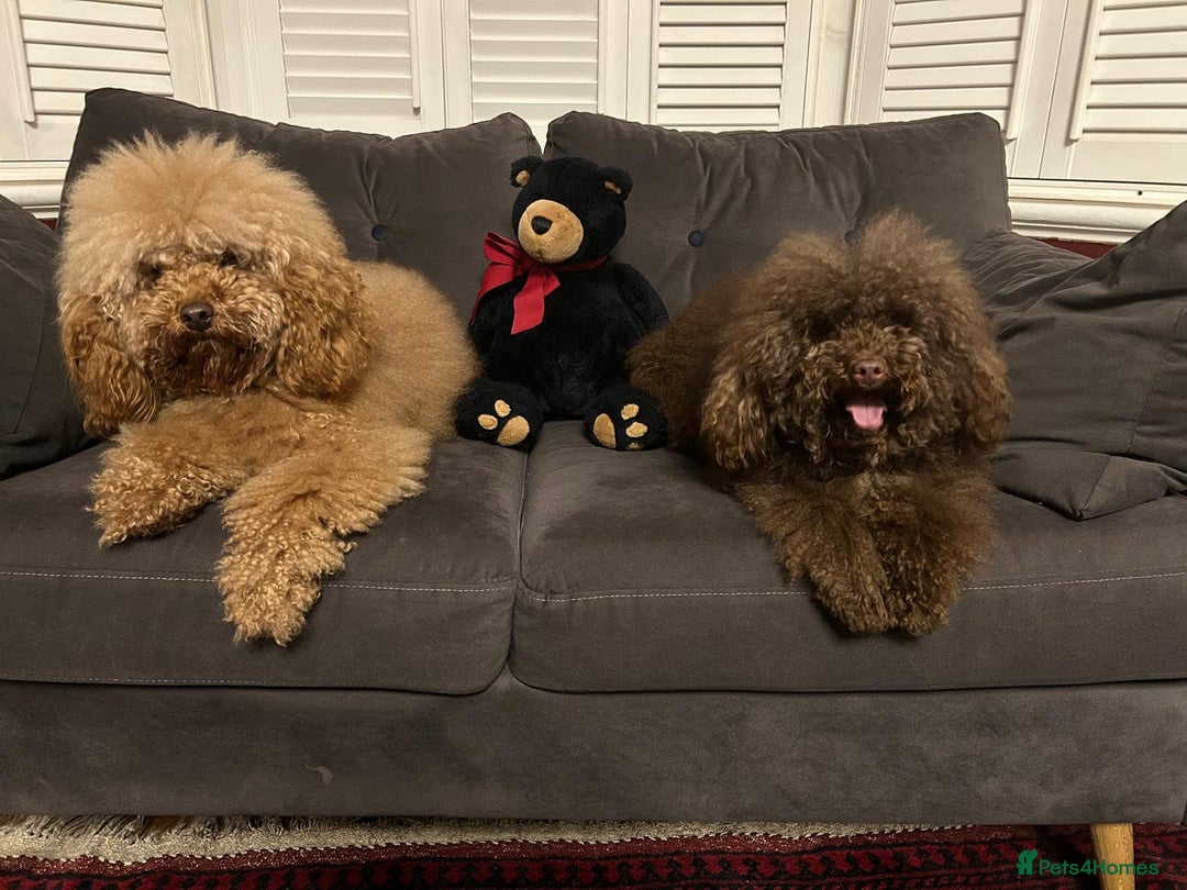 Miniature Poodle dogs for sale: Majestic trusted companies secure yours today  - Image 2