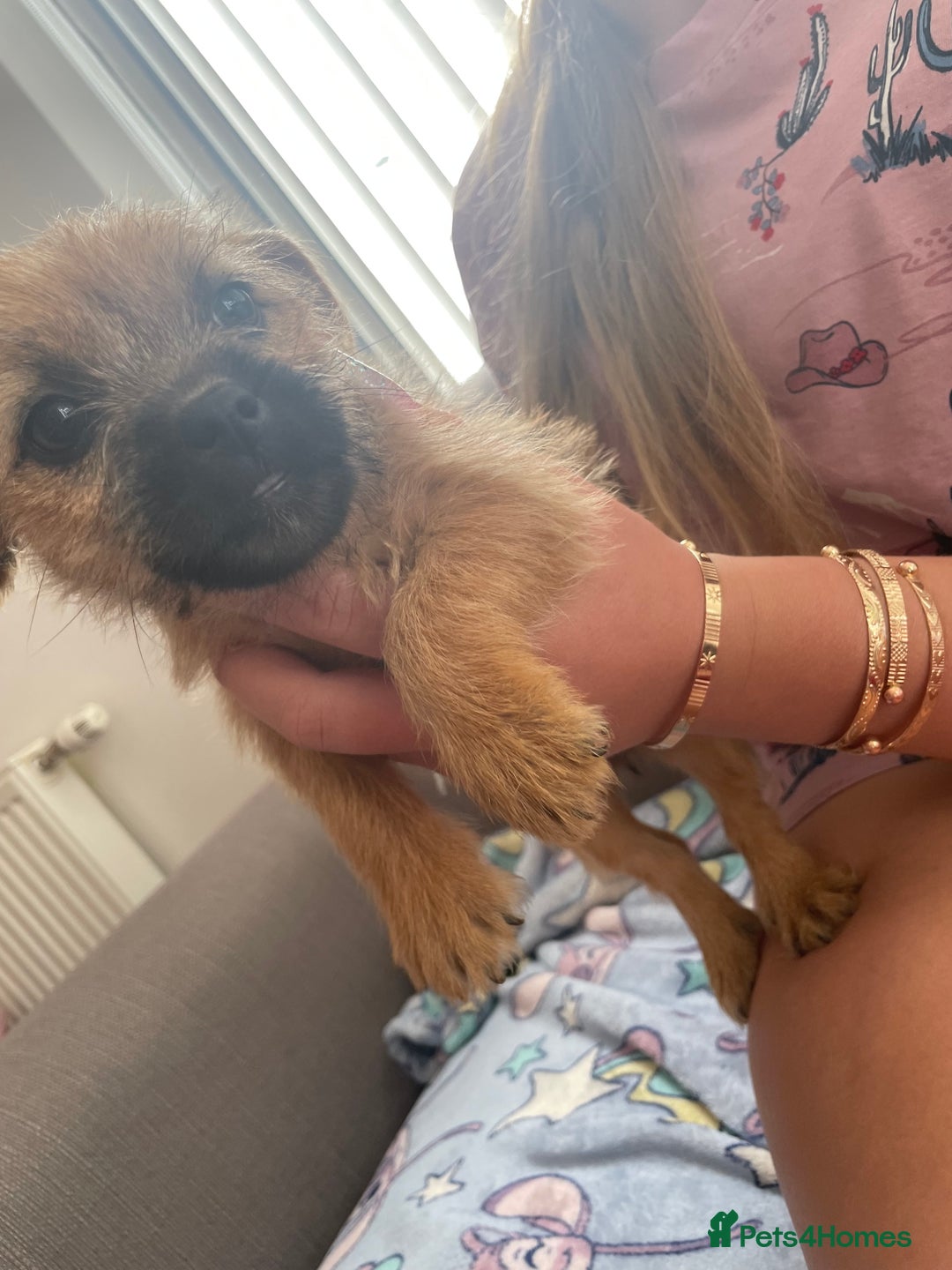 Jack Russell dogs for sale: Jack Russell puppies - Image 5
