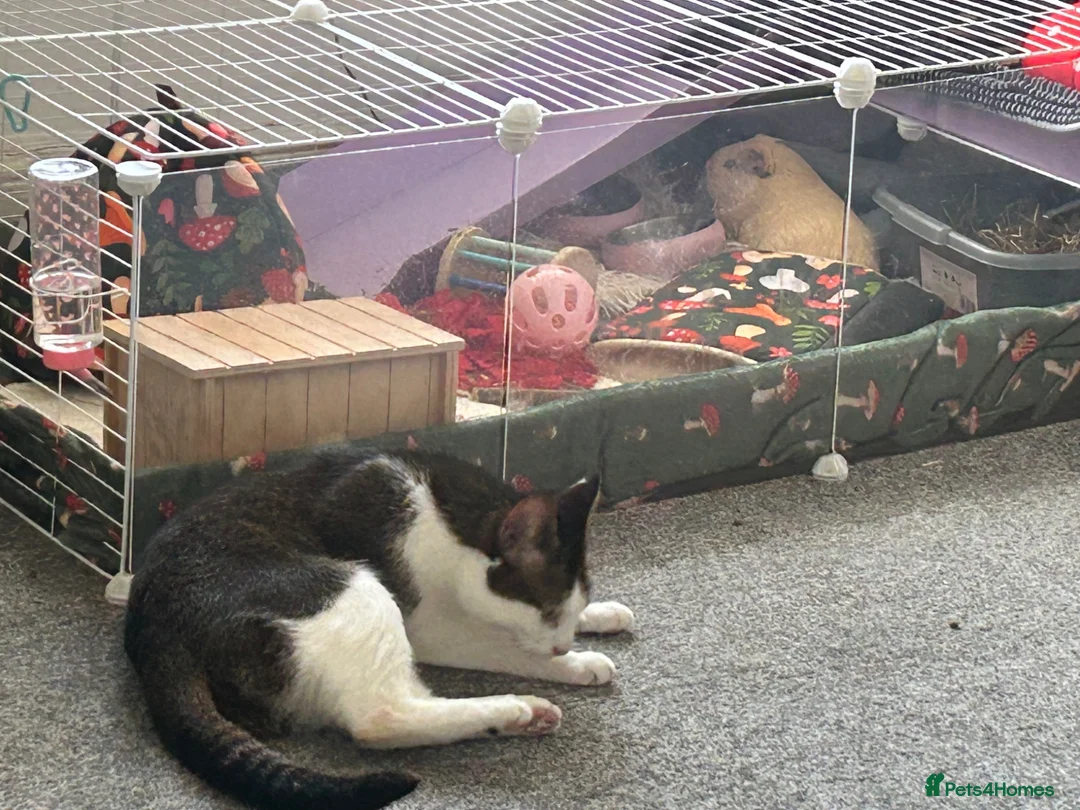 Guinea Pig rodents for sale: Bonded pair or loving girls  in Bargoed - Advert 2