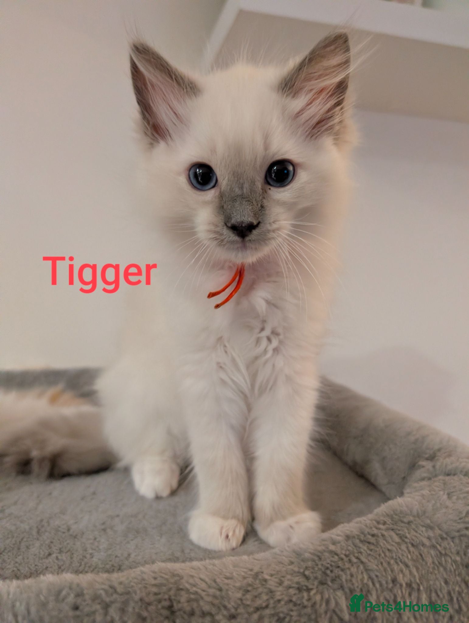 Ragdoll cats 5 pure bred ragdoll kittens - Advert 1