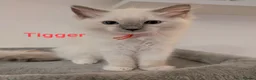 Ragdoll cats for sale: 4 ragdolls awaiting forever homes  - Advert 6