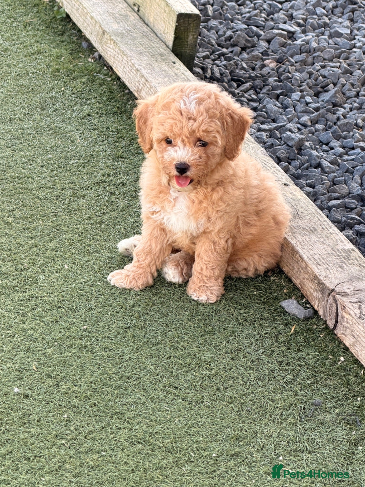 Poochon dogs 🌸 Poochon Girls Available Now 🌸 - Advert 2
