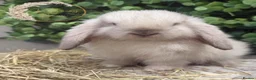 Mini Lop rabbits for sale: Gorgeous Pure Bred Mini Lops - Advert 13