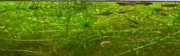 Live Bearers fish for sale: Guppies (Mixed gender and age) - Advert 1