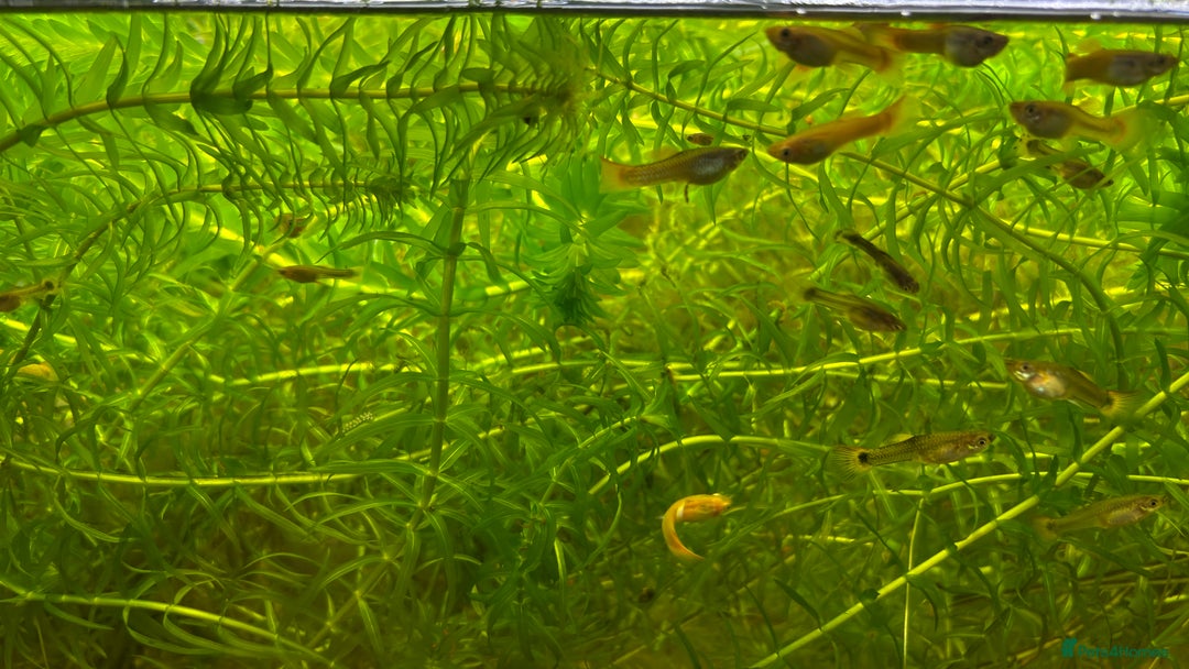 Live Bearers fish for sale: Guppies (Mixed gender and age) - Advert 1