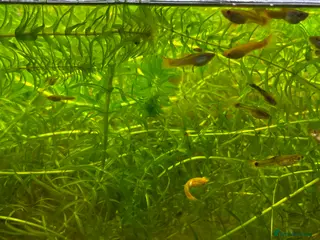 Live Bearers fish Guppies (Mixed gender and age) - Advert 17