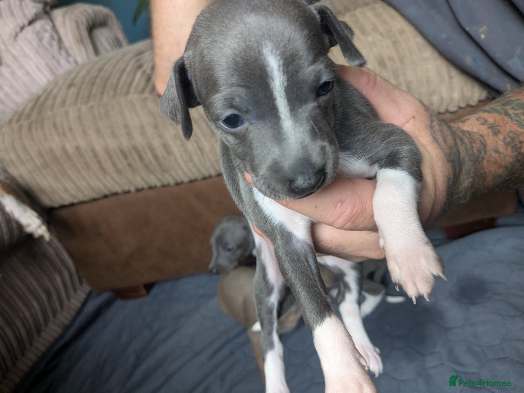 Italian Greyhound dogs for sale: Beautiful KC registered ITALIAN GREYHOUNDS  - Image 9