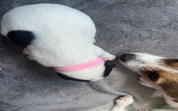 Jack Russell dogs for sale: Beautiful Jack Russell puppies for sale - Image 10
