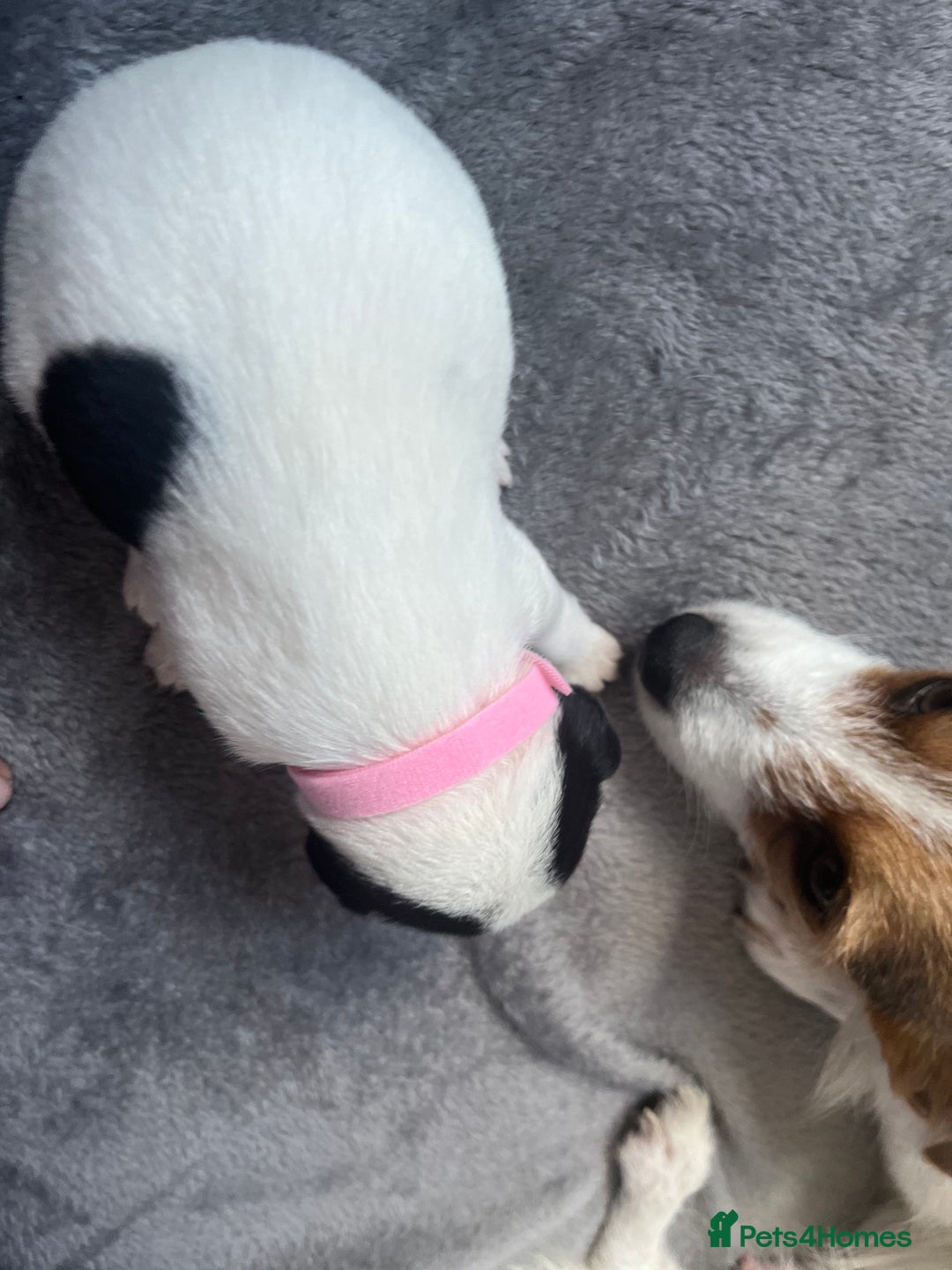 Jack Russell dogs for sale: Beautiful Jack Russell puppies for sale - Image 10