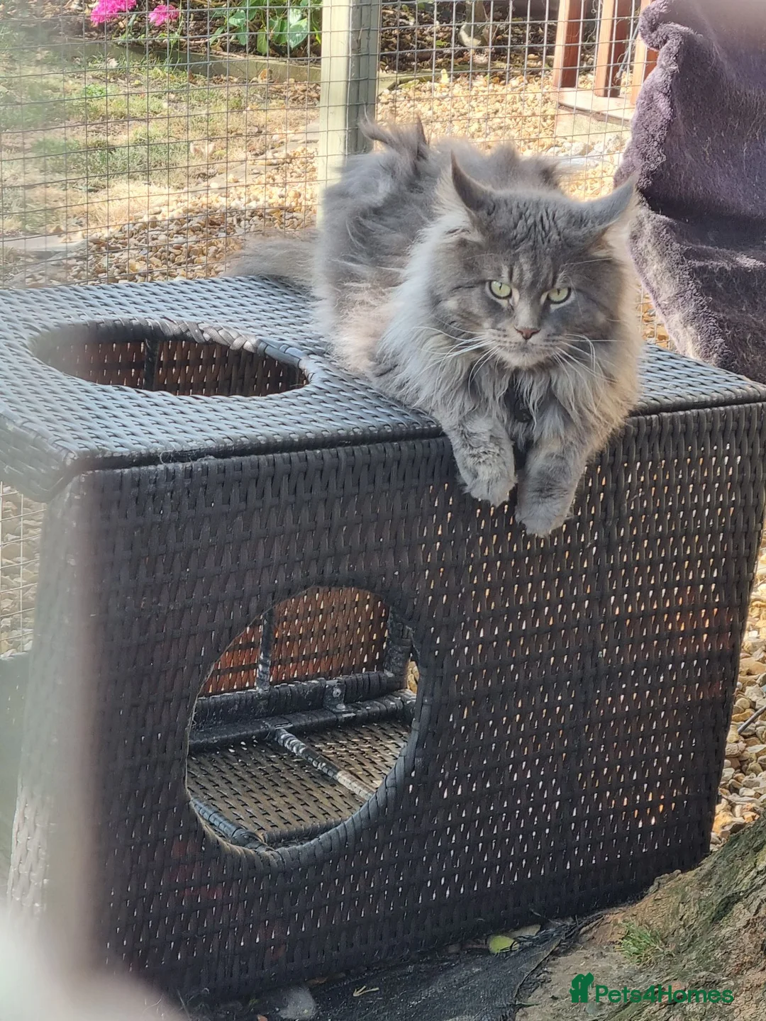 Maine Coon cats for stud: **NEW BOY ** Fluffballs Alberto Main Coon Studd - Advert 2