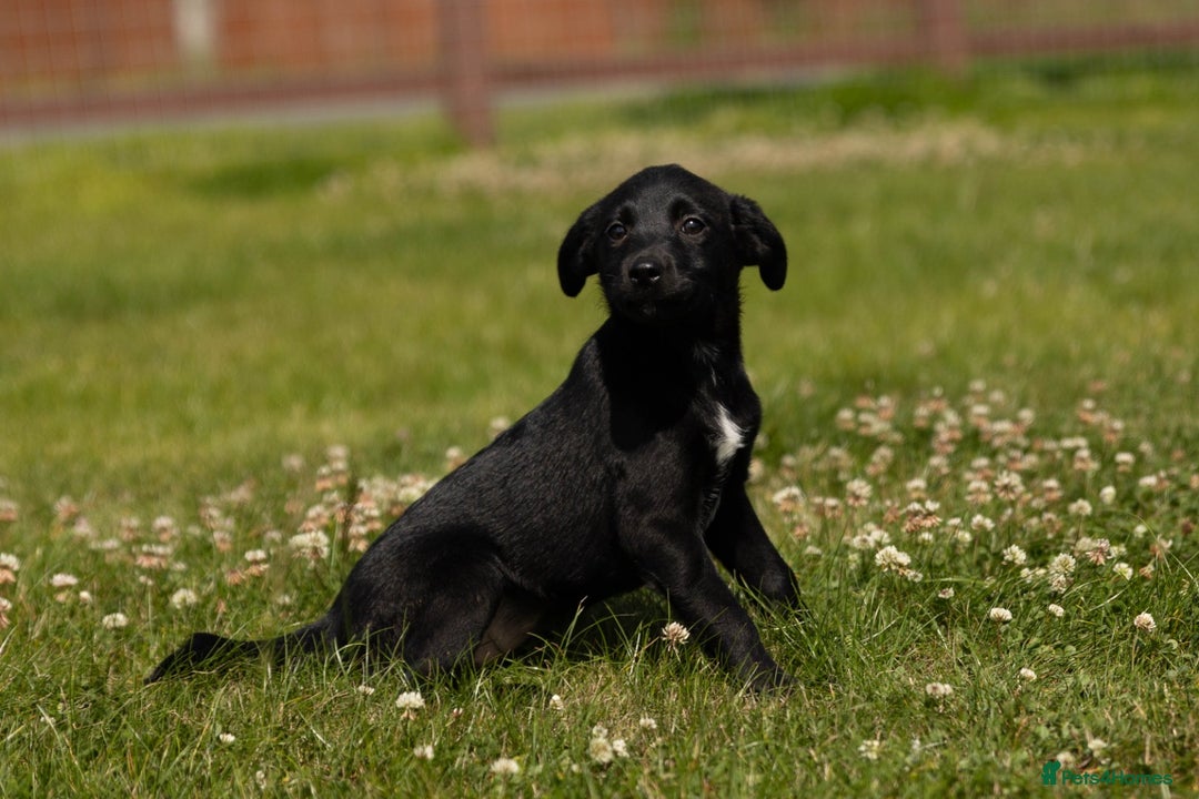 Borador dogs for sale: 🐶 Labrador x Border Collie Puppies – Ready Now!  - Image 14