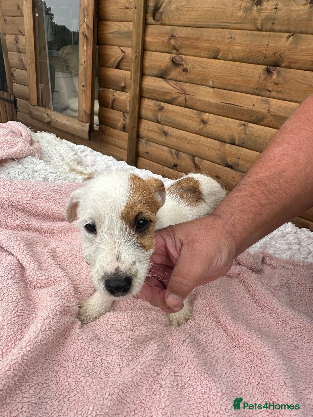 Jack Russell dogs for sale: 6 Beautiful Jack Russels - Image 6