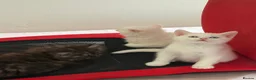 Mixed Breed cats for sale: Gorgeous kittens  - Advert 4
