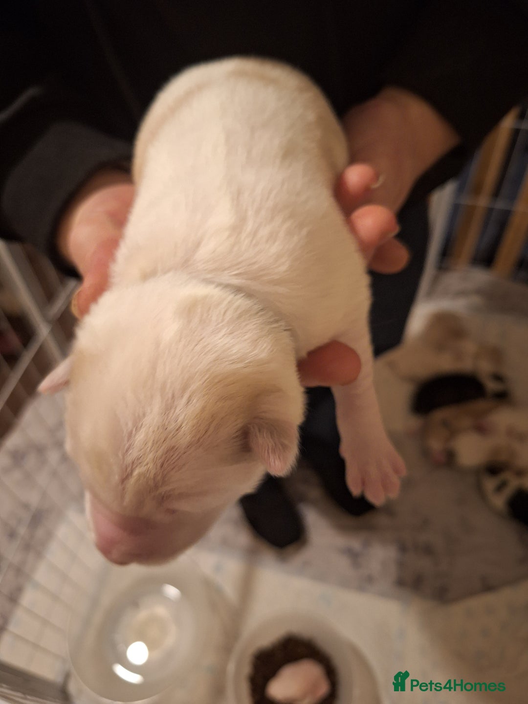 Siberian Husky dogs for sale: 7 SIBERIAN HUSKYS, 4 BOYS, 3 GIRLS - Advert 19