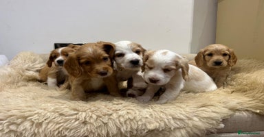 Cocker Spaniel dogs - Advert 14