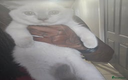 British Shorthair cats for sale: 1 FEMALE LEFT BRITISH SHORTHAIR KITTENS  - Image 10