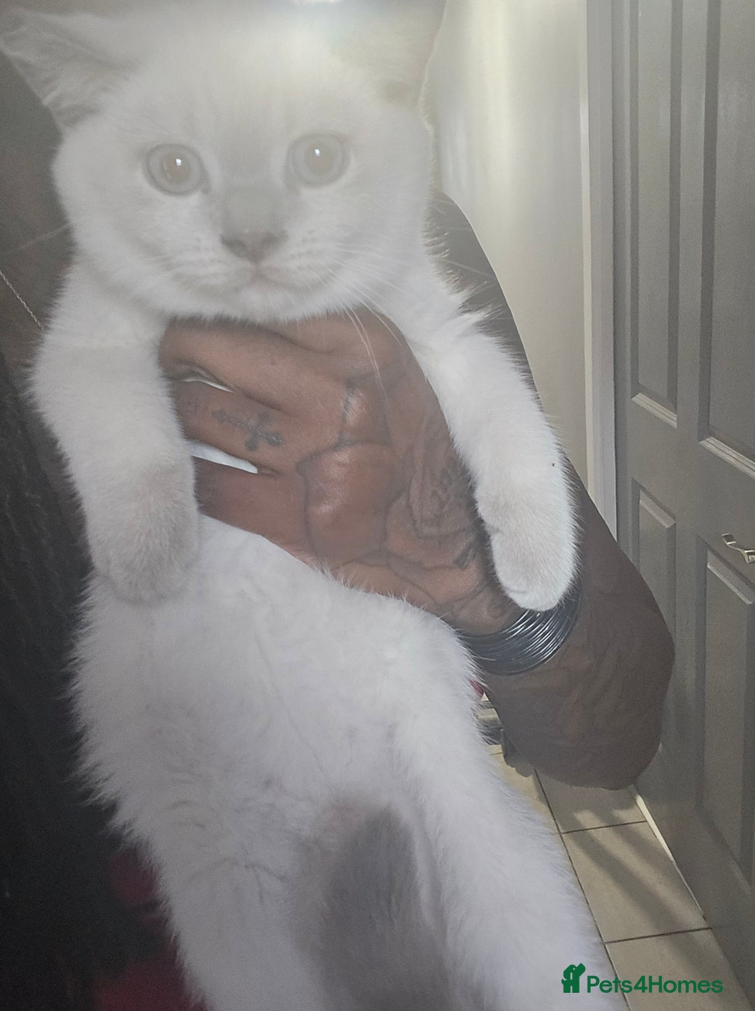 British Shorthair cats for sale: 1 FEMALE LEFT BRITISH SHORTHAIR KITTENS  - Image 10