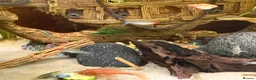 Plecos fish for sale: Super Red Line Bristlenose Pleco Fry – Home Bred in Romford - Advert 5