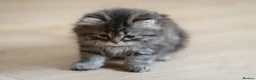 Persian cats for sale: Kitten for sale  in London - Advert 3