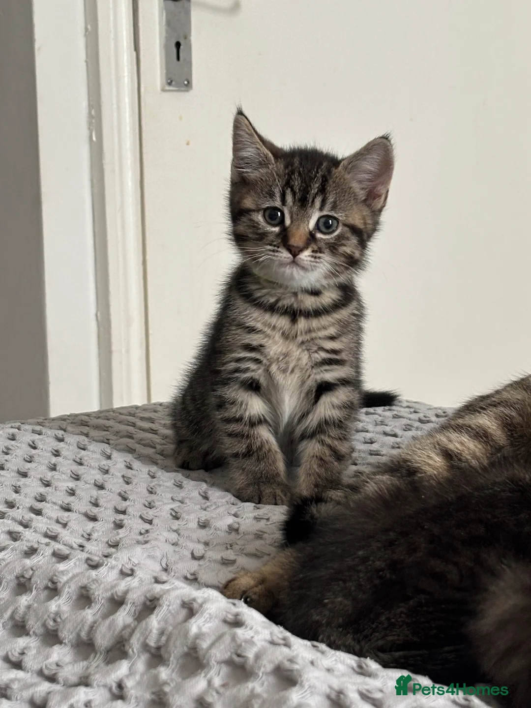 Maine Coon cats for sale: 🌟 Adorable Kittens ready for 4ever home 🌟 - Advert 2