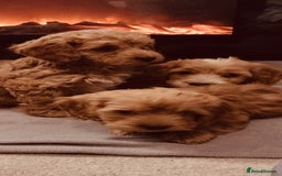 Cockapoo dogs for sale: Beautiful cockapoo loving puppies - Image 6