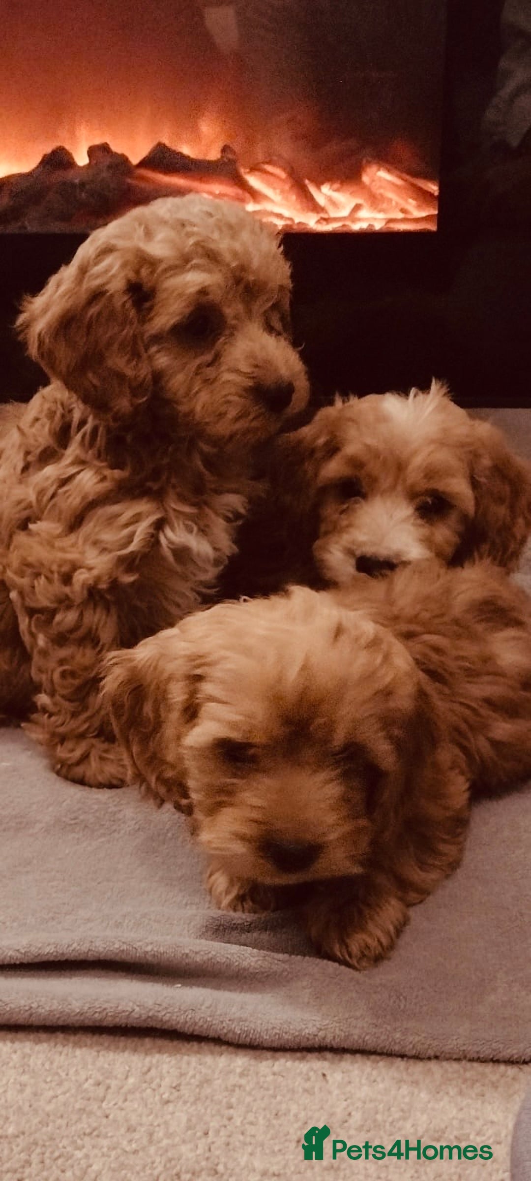 Cockapoo dogs for sale: Beautiful cockapoo loving puppies - Image 6