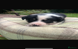 Border Collie dogs for sale: Border Collie - Image 23