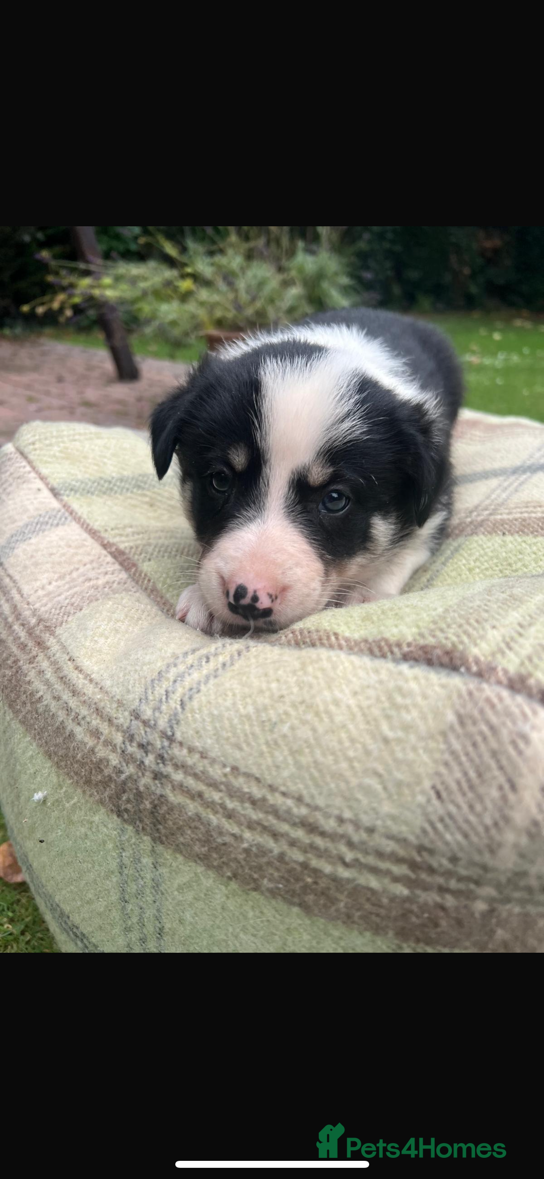 Border Collie dogs for sale: Border Collie - Image 23
