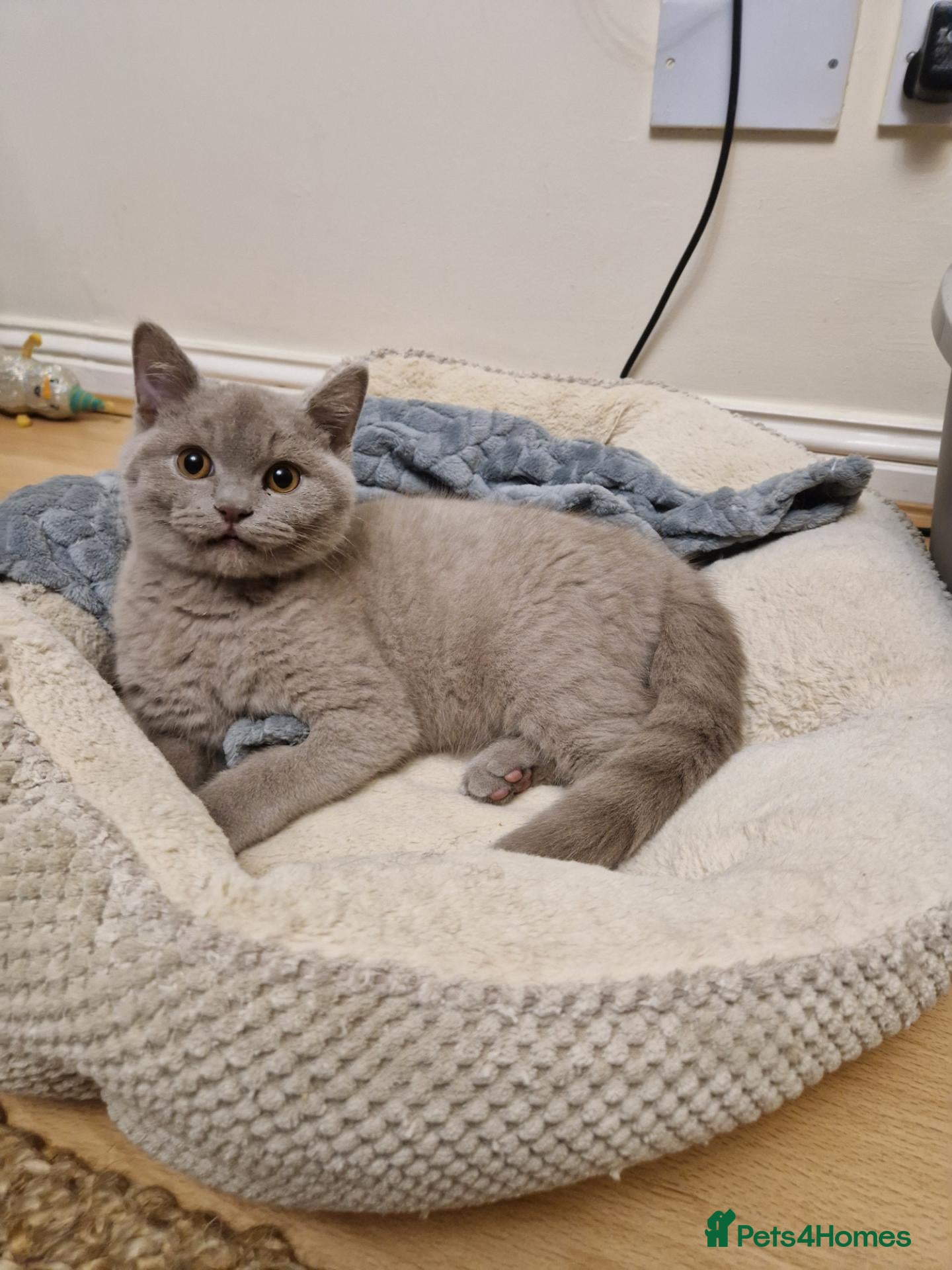British Shorthair cats ✨ British Shorthair Kittens - Ready Now✨ - Advert 9