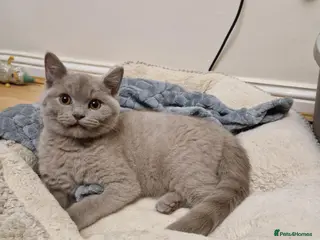 British Shorthair cats ✨ British Shorthair Kittens - Ready Now✨ - Advert 9
