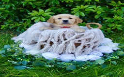 Golden Retriever dogs for sale: Pick of the litter! Chunky Golden Retriever Male - Image 1