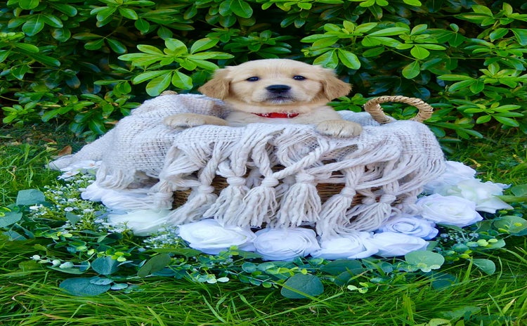Golden Retriever dogs - Advert 3